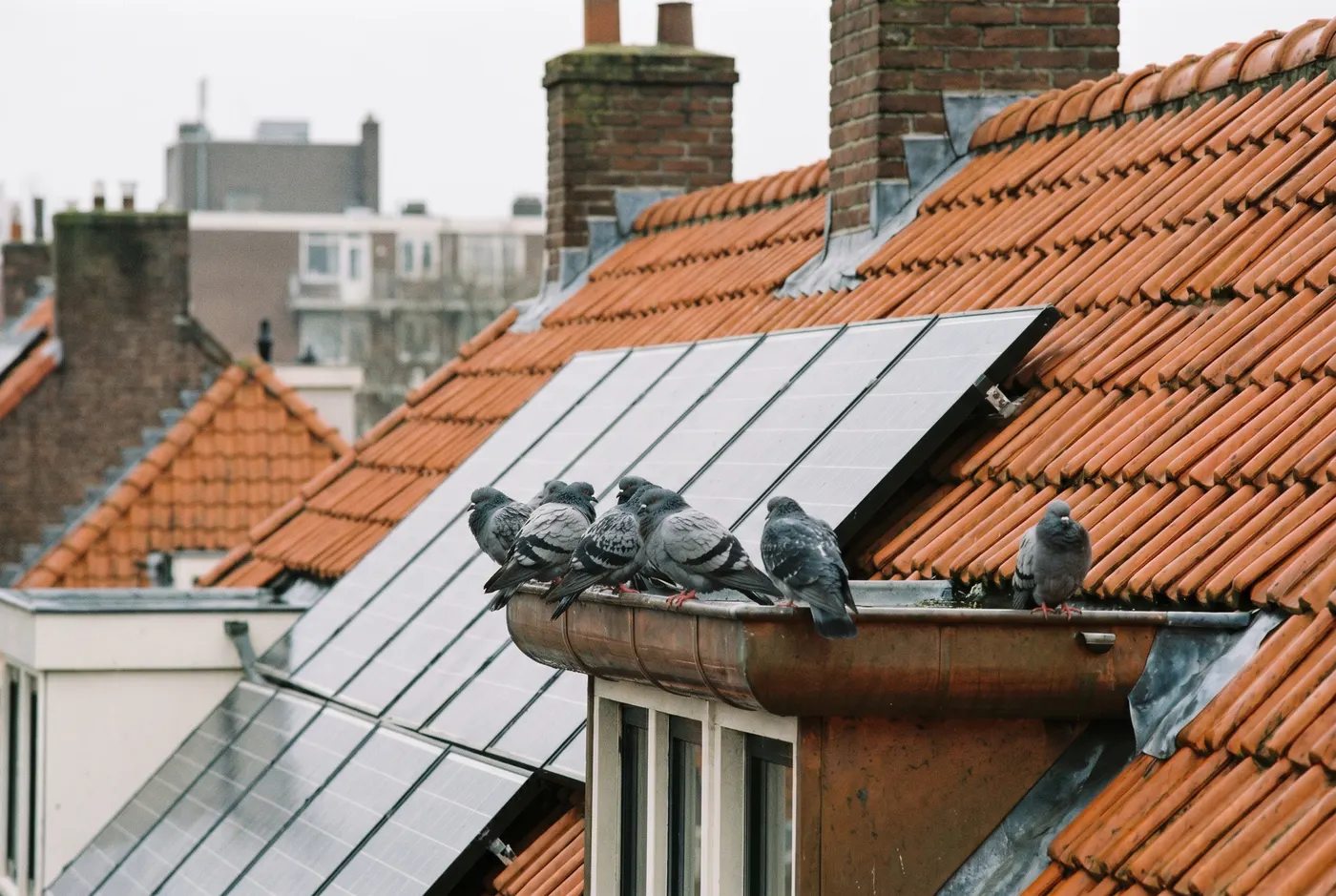 Duiven op de dakgoot en zonnepanelen van een woning